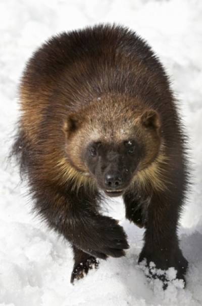 Wolverine. Photo: US Fish and Wildlife Service.||||