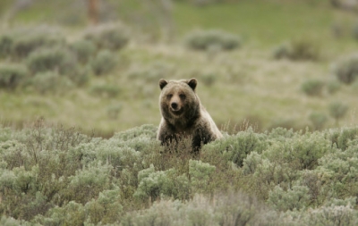 Greater Yellowstone grizzly. Photo: National Park Service.||||