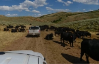 Livestock damaged stream in Rich County. Photo Credits: Salt Lake Tribune|||||