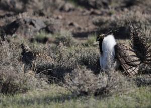 Greater sage grouse, credit USFWS|Example – Smoky Canyon haul road across ridges with deep cut Fall, 2016||||