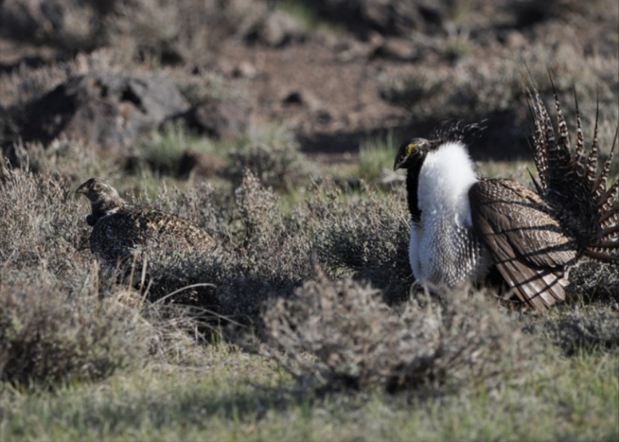 Greater sage grouse, credit USFWS